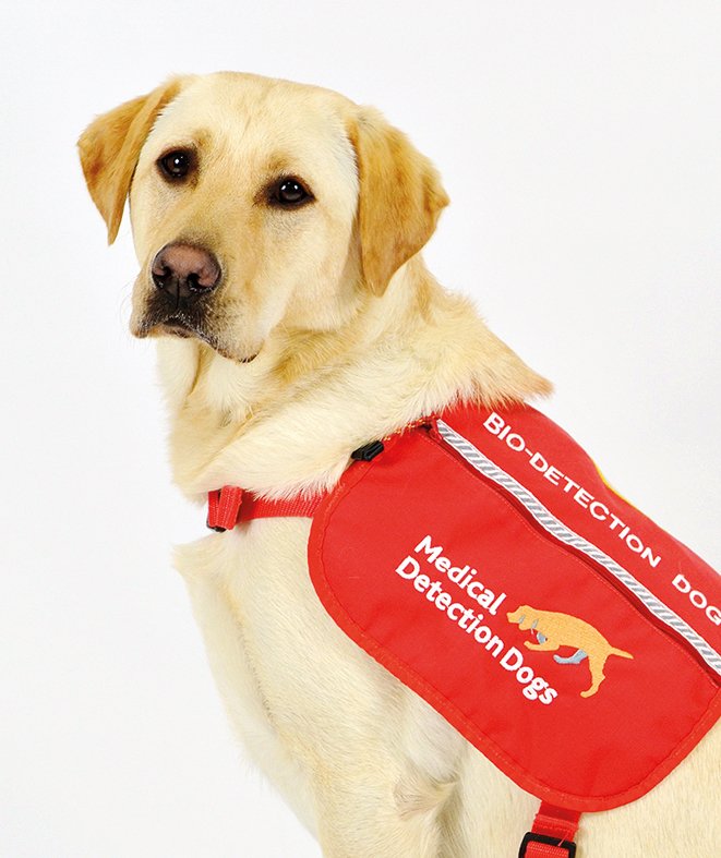 Kiwi is 2/8 @MedDetectDogs playful but absolutely focused when working on #UrologicalCancer #biodetection vote theheatinghub.co.uk/hotdogs