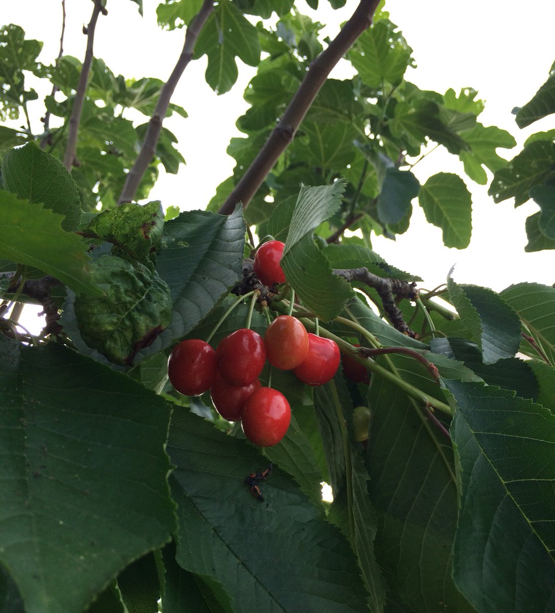 CarolineRaby's tweet photo. #Shoonly #Yummy 🍒 https://t.co/v4JRj9MzOb