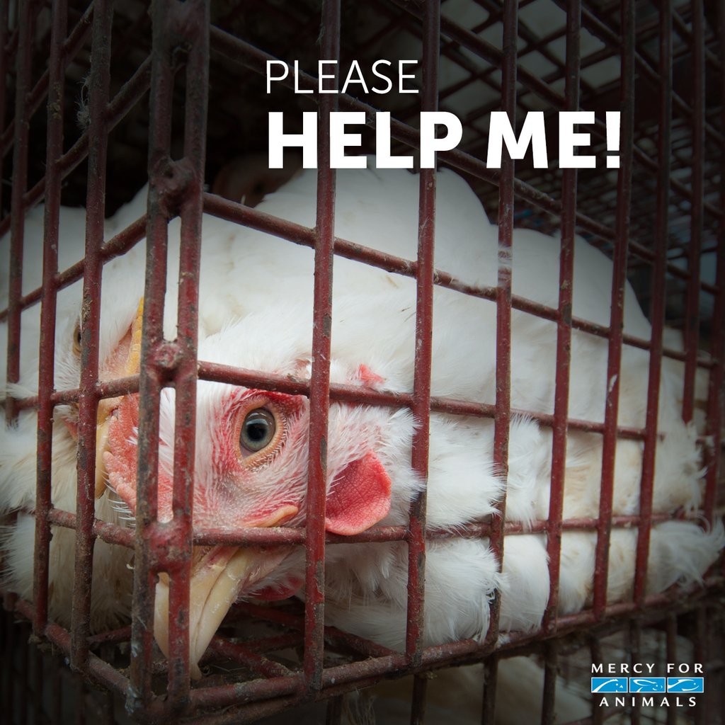MercyForAnimals's tweet photo. Be their hero. #GoVegan https://t.co/VfSVJyrc8N