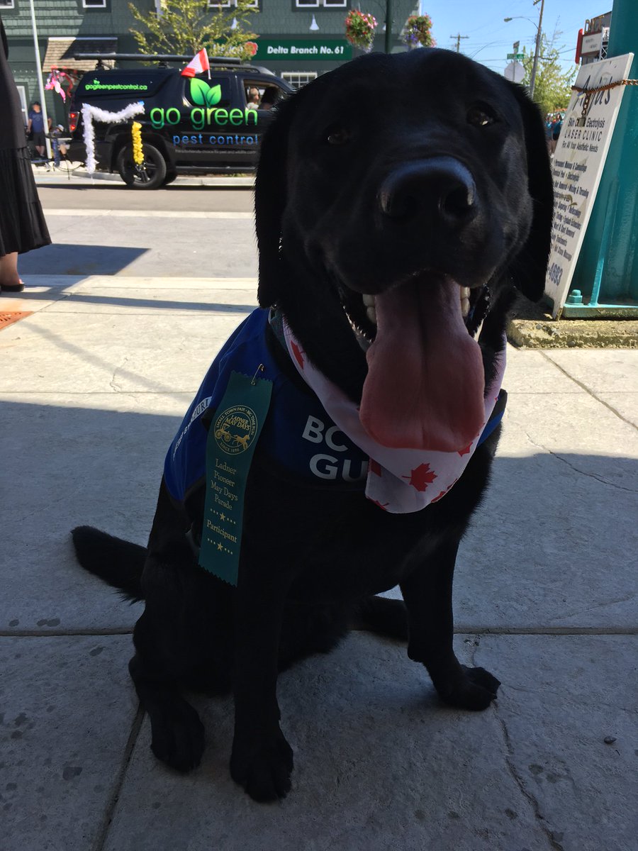 bcguidedogs's tweet photo. Dewling at the @LadnerMayDays Parade on Sunday. #tongueouttuesday #tot #bcguidedogs #abguidedogs https://t.co/r8U54WFRjY
