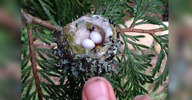TapoosNetworks's tweet photo. Government Urges Everyone to Protect Hummingbirds and Their Eggs
#tapoos #giveahoot #animals #hummingbirds #nature

https://t.co/BcGGtKaZb7 https://t.co/I536mUdwaZ