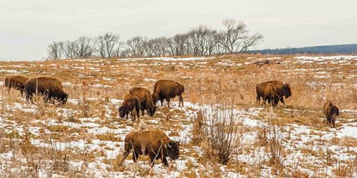 ICYMI: <a href="/dungerdunger/">David J. Unger</a>'s evocative #Longreads on saving one of the most threatened ecosystems on the planet: buff.ly/2shnWkS