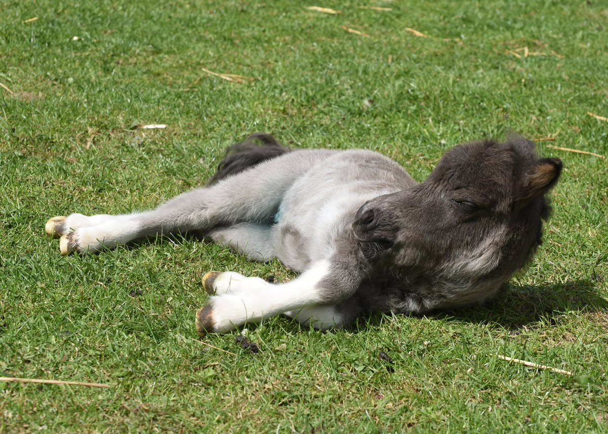 OddsFarmPark's tweet photo. Is it the weekend yet? #sleepy #pony https://t.co/Skj9xDblzV