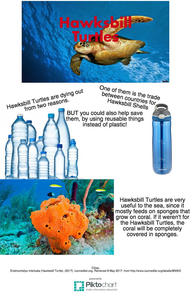 jeryen22's tweet photo. Hawksbill Turtles are now going extinct if you don’t act now. I made an infographic for you to be persuaded.#KASendangered #KASeaPoach https://t.co/u8WlXGzCHa