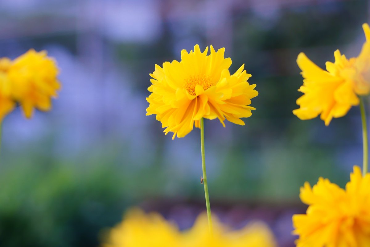 はる 八重のオオキンケイギクって 大きくて豪華な感じです でもこの植物は特定外来生物に指定されていて 調べてみたら自宅の庭に植えるのも犯罪行為だった 法人がこれに違反すると罰金はなんと最大1億円 オオキンケイギク