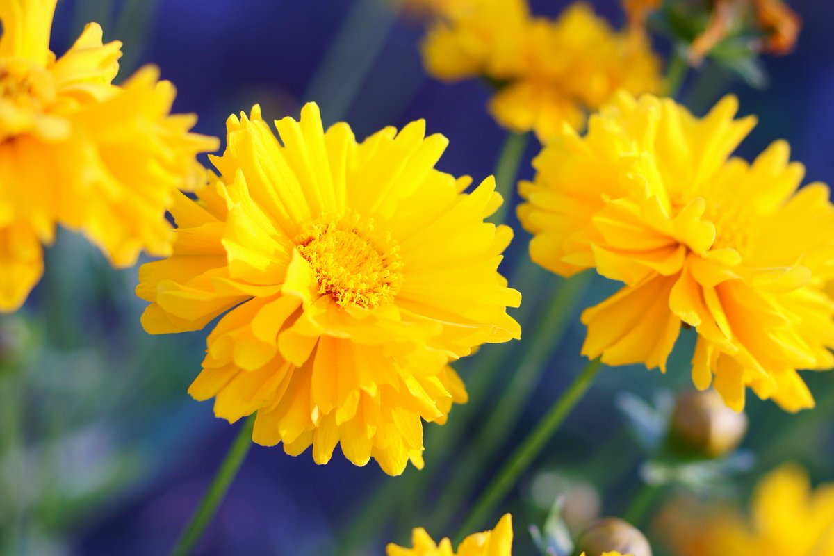 はる 八重のオオキンケイギクって 大きくて豪華な感じです でもこの植物は特定外来生物に指定されていて 調べてみたら自宅の庭に植えるのも犯罪行為だった 法人がこれに違反すると罰金はなんと最大1億円 オオキンケイギク