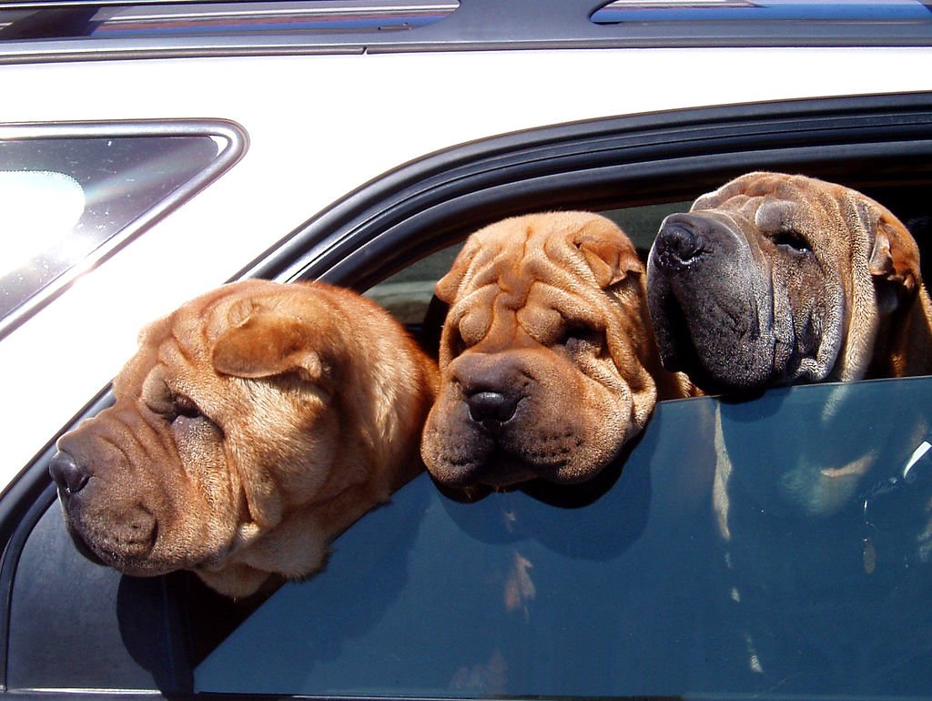 Resultado de imagen para Shar Pei dog, в маÑине