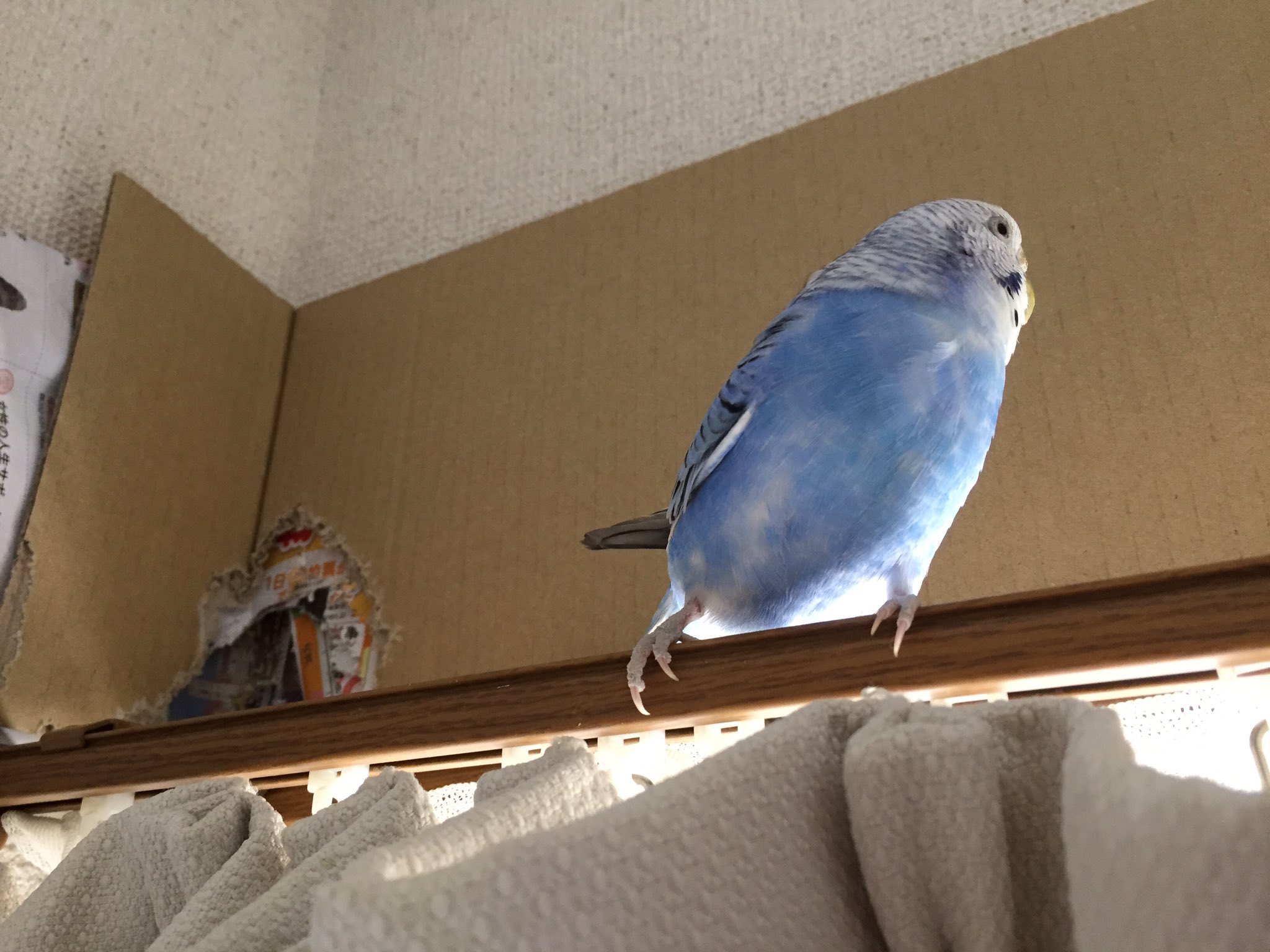 ぴぴちか やってませんアピール ぴぴちか やってませんアピール