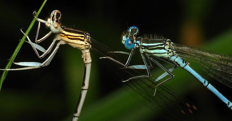 TapoosNetworks's tweet photo. Female Dragonflies Fake Death to Avoid Sex
#tapoos #giveahoot #insects #nosex #blueballs #lol #worsethanaheadache

https://t.co/q5SObfxS5o https://t.co/B8pNrEH49b