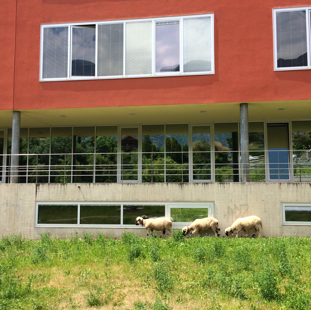 emorisod's tweet photo. Bellevue Ecologique, trois jours de #sensibilisation à l' #écologie #Sierre @hessovalais #greenpoint #ecodays https://t.co/BsZbXGzUZ0