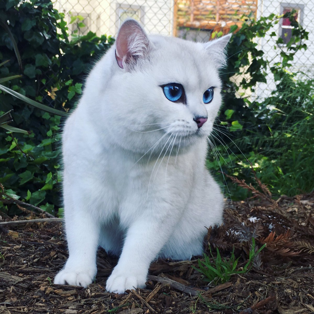 Coby The Cat tweet media