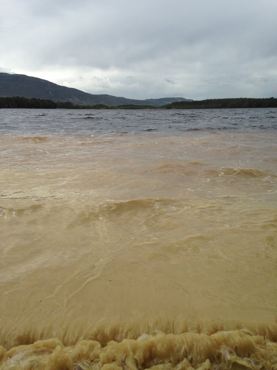 It's a real pollen-souper @ Loch Garten today! Scots pine pollen bursting from trees in mind-boggling quantities! @CNPnature @RSPBScotland