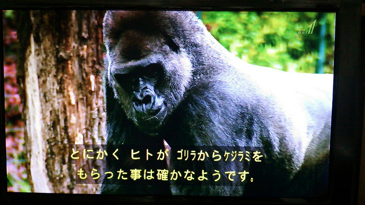 600万年前にゴリラとセクロスした変態がいた 下半身に付くケジラミがゴリラからもらったものであるとする学者の話が話題に Togetter 600万年前にゴリラとセクロスした変態がいた 下半身に付くケジラミがゴリラからもらったものであるとする学者の話が話題に Togetter