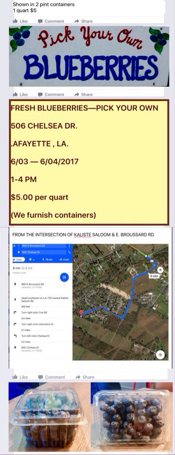 1newstracker's tweet photo. .@KATCTV3 
BLUEBERRIES—LAFAYETTE AREA
Pick your own this coming weekend 
$5/quart https://t.co/AocpeHIC2b