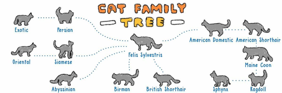 whatspup_'s tweet photo. Cats have been companions to hoo-mans.The evolution of cats have grown and spread across the globe over years, learn all about it below. https://t.co/DZiWPZFNf3