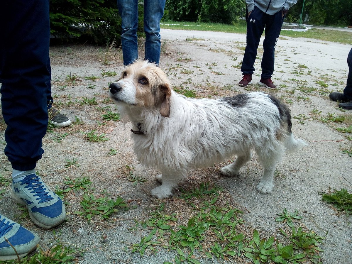 _IhateInternet's tweet image. Вся лента ноет про экзы, типа тупые, не сдадут.
На самом деле – все всё сдадут, все такие умные, а чё ныть-то?😑
(Сегодня встретил пёсю ❤)