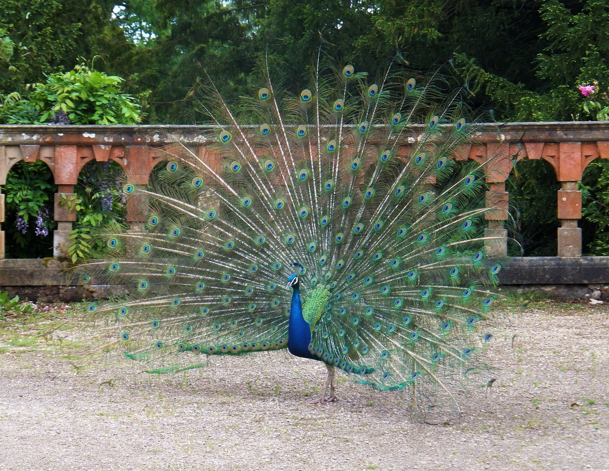MumblingNerd's tweet photo. Newstead Abbey, Nottinghamshire https://t.co/vLXEHFrG3r