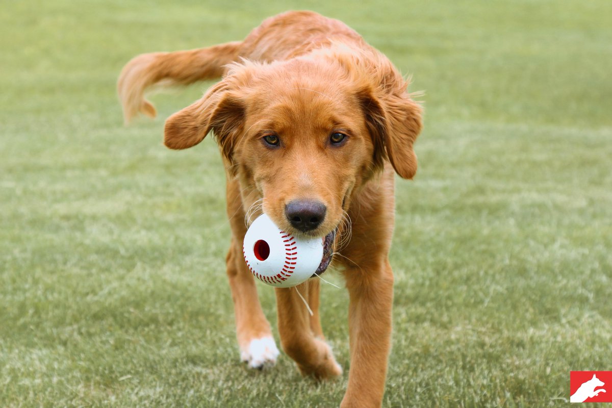 leerburg's tweet photo. NEW at Leerburg - Sport Balls ⚾🏀🏈⚽  https://t.co/8RUlTMPJJT #leerburg #dogsandbaseball #dogs #toys https://t.co/W4UvRb9HeC