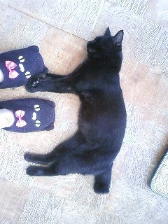 もりちゃん 迷い猫 茨城 土浦市 阿見町 クロネコ 茨城県土浦市烏山から迷子の黒猫を探しています 特徴は太くて短い しっぽ 長さ約１０ 左目から目やにが出やすい 毛の色は深い黒一色 ３年経過で多少変色しているかもしれません ７歳のオス