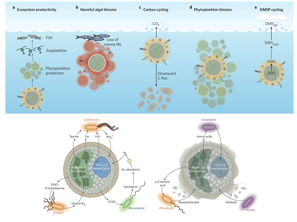 NatureMicrobiol's tweet photo. Seymour & co: Review: microscale bacteria-phytoplankton #phycosphere interactions have ecosystem-wide impacts, https://t.co/mrvZOsXfes https://t.co/RdNub7cIBt