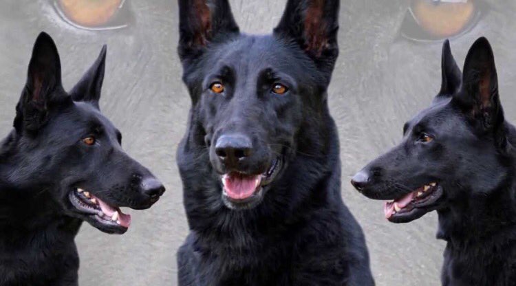 "Loyalty Itself"
-Scouting Mains/SLs 
-2 1/2 years experience 
-Descriptive 
-Mature content [18+]
-TWD RP
#RT