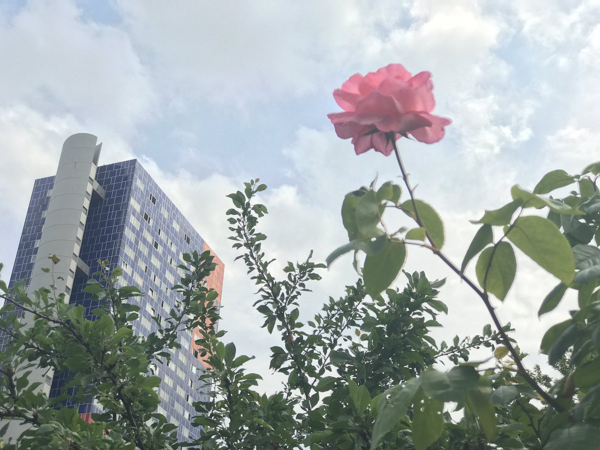 media_log's tweet image. Vollkommene Unverhältnismäßigkeiten in #KölnEhrenfeld entdeckt. #365koeln