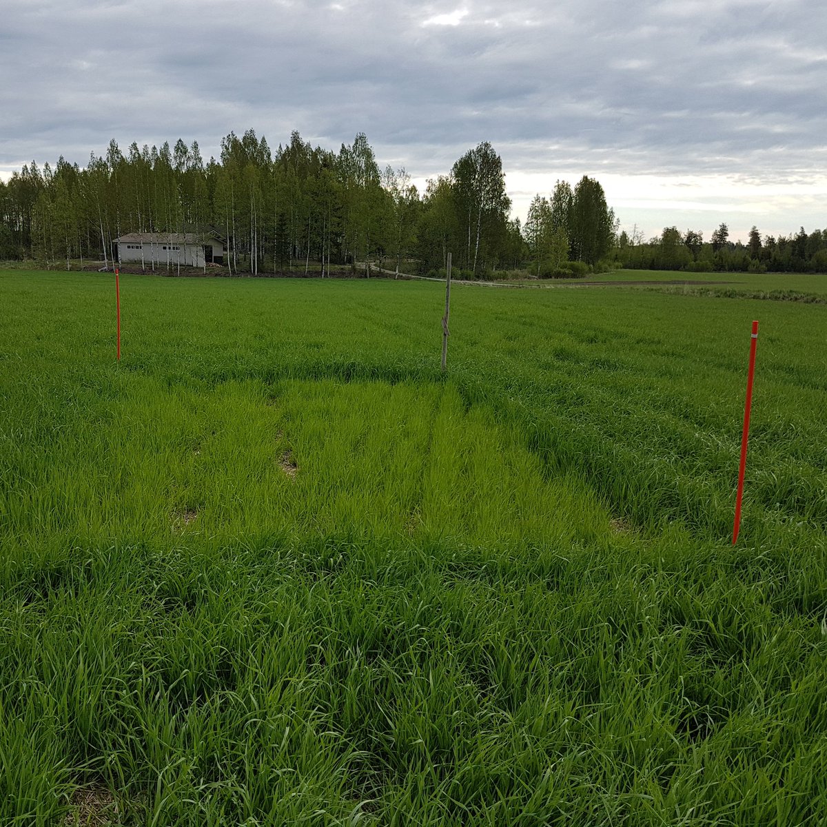 TaijaSaari's tweet photo. Niin, sitä vaan tässä mietin, että hitokseen pali tarvitaan hehtaareita jos ilman lannoitusta pitäis Lemmujen eväät tuottaa... 🐄🤔 #yaramila https://t.co/Ap1dkR1BMJ