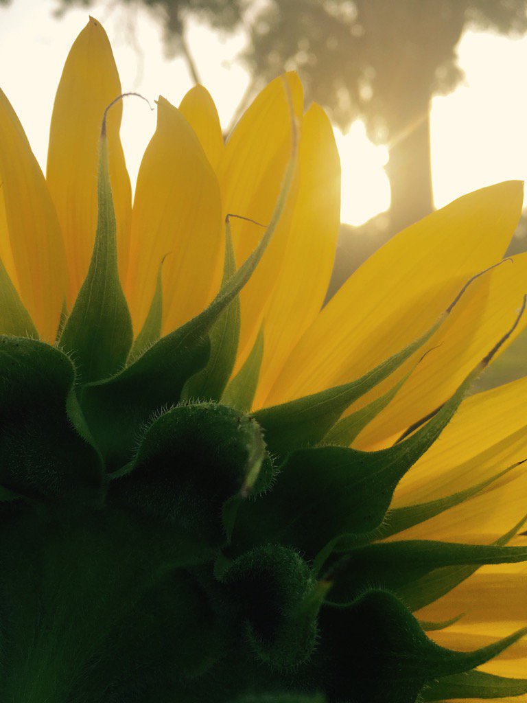 mcarden118's tweet photo. IRES #iresgarden #goodmorningires iressunflower https://t.co/xNeotYS1XR