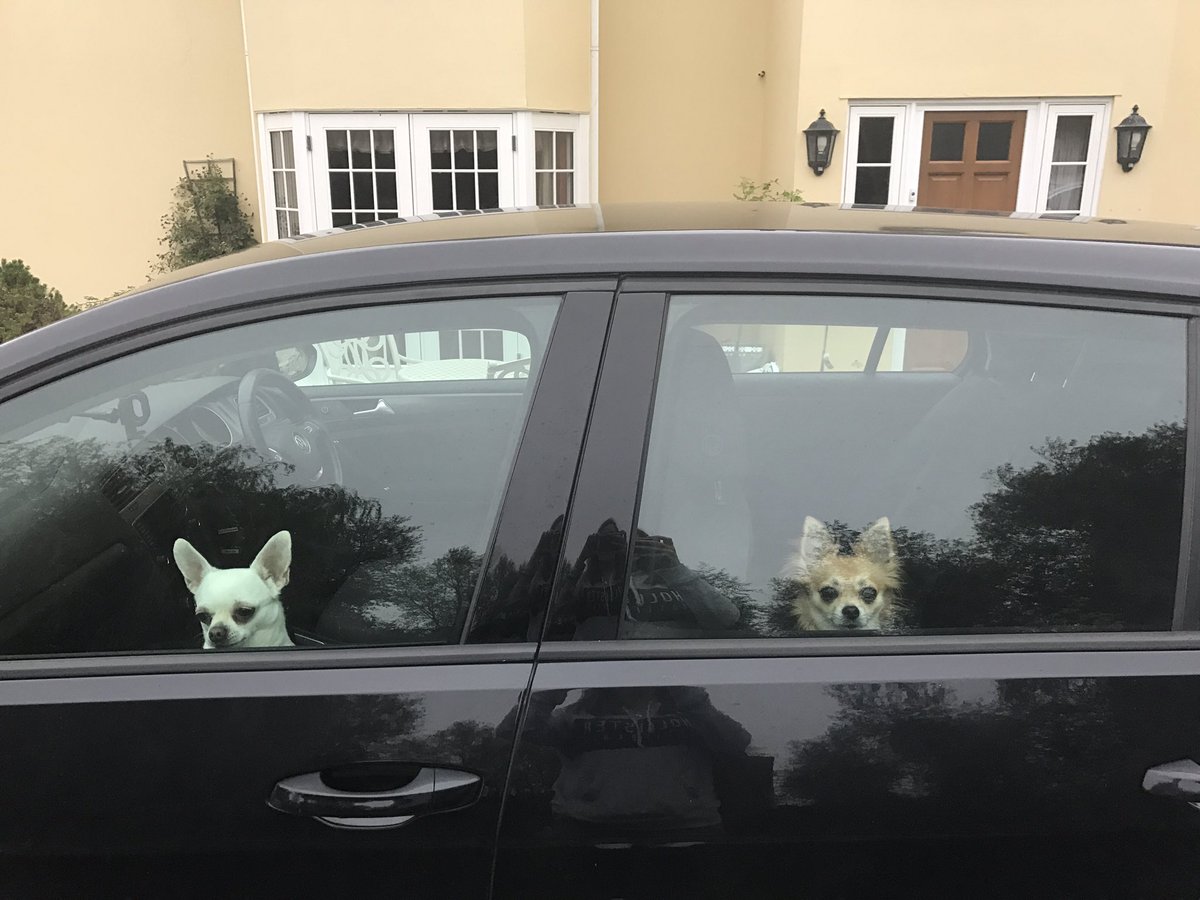 ClassicDogBlog's tweet image. "what can you see, what can you see?!"  #dogs #CHIHUAHUA #lovemydogs