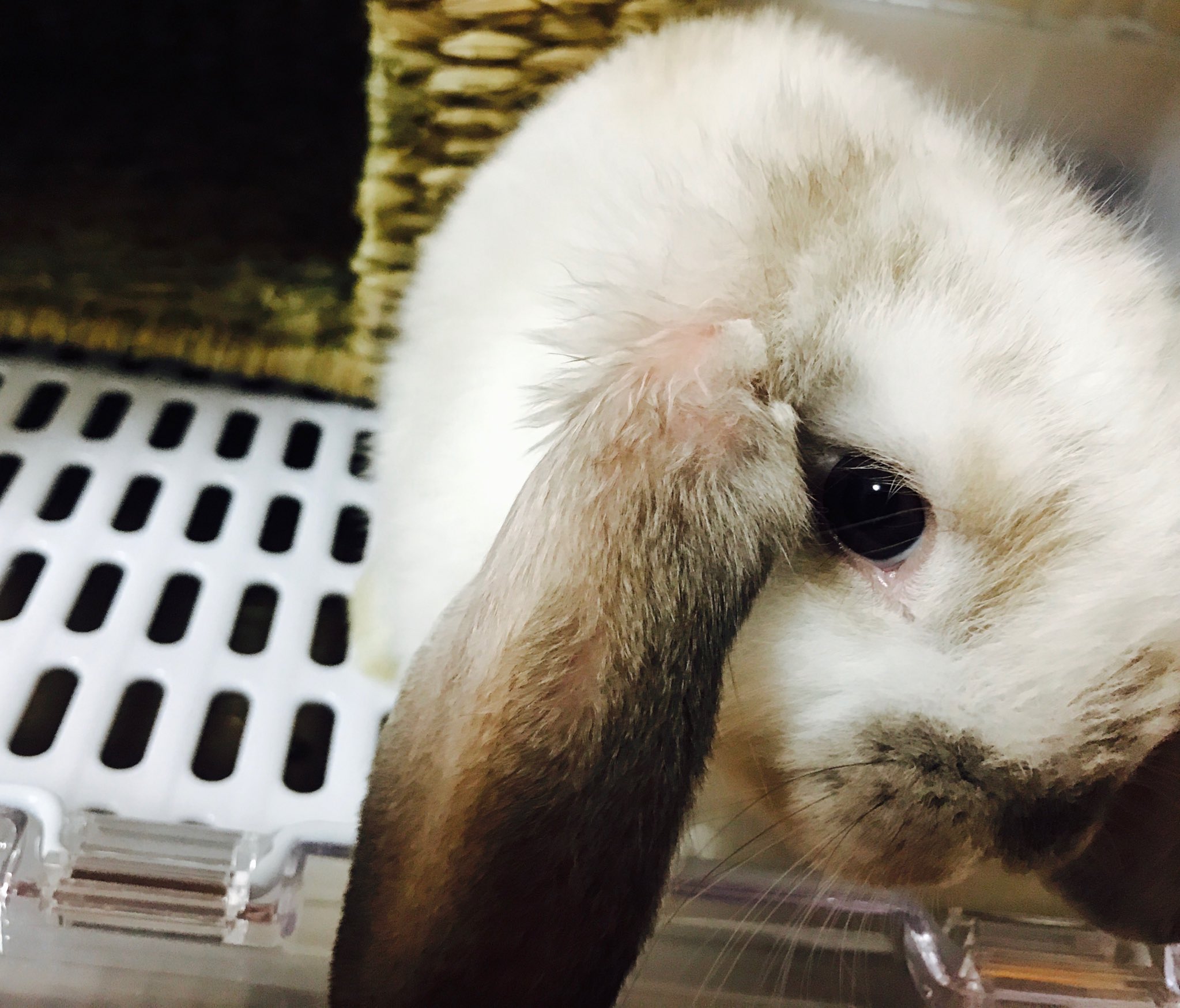 ミート源五郎 on X: 