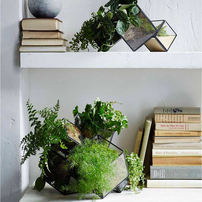 ELLEDecoUK's tweet photo. Terrariums are the perfect indoor greenery! Get the lowdown with our insider guide – https://t.co/Ypz7jfi0Oe #EDJun17 #thepowerofplants https://t.co/0fXP9kRJIw