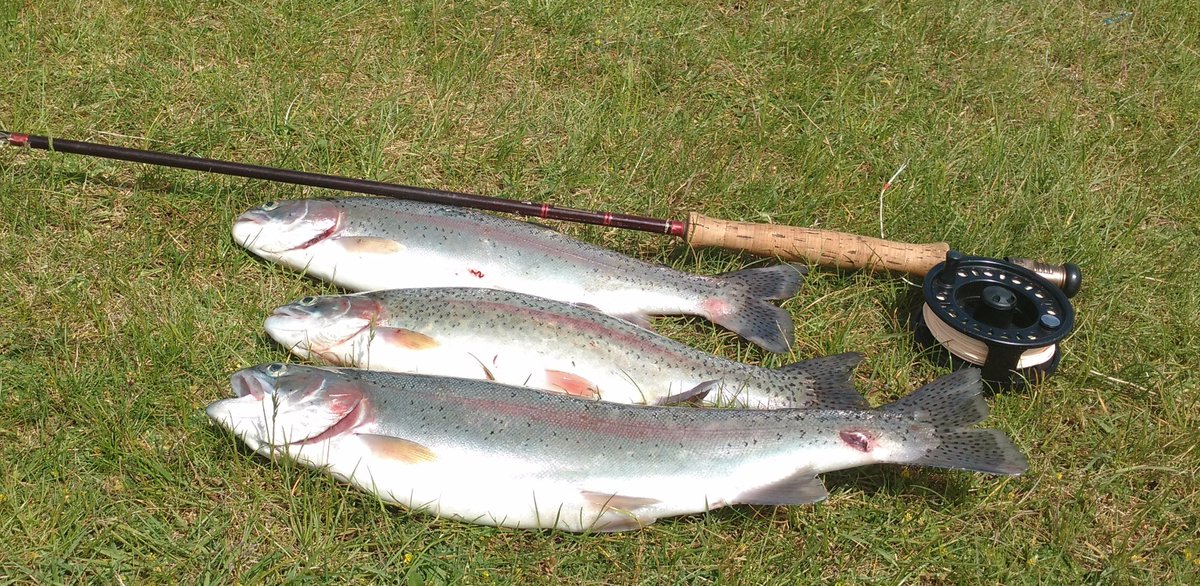 flyfishuk's tweet photo. Well done Ben and Ian on 3 fish each including an 8lb monster https://t.co/8TniEs1K6u  #flyfishinglessons #improveflyfishing https://t.co/bRMHhZj0vJ