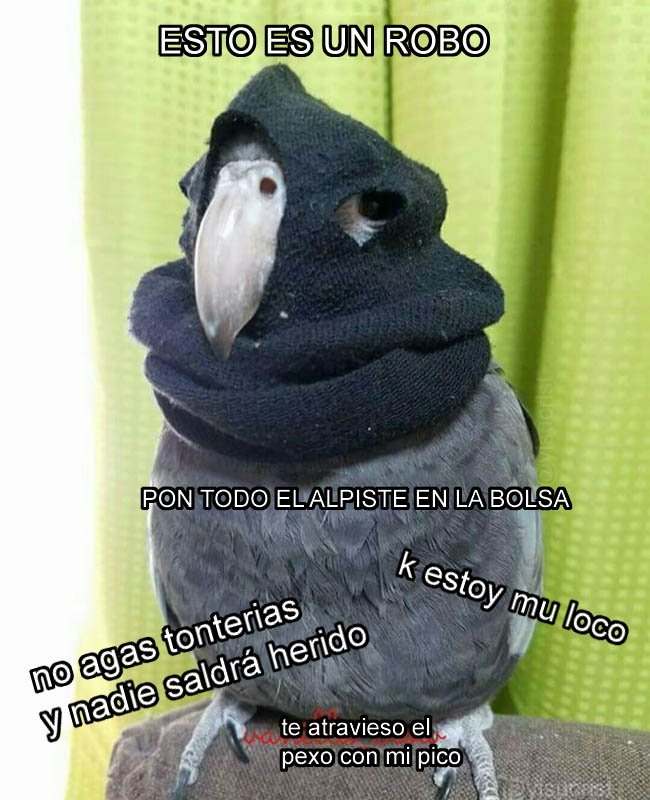 yisucrist's tweet photo. el pájaro mas xungo del barrio https://t.co/EXivqKlOtt