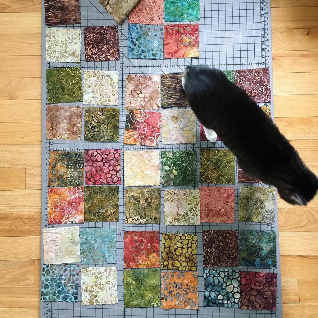 vermontgirlamy's tweet photo. It's like the cats don't even care. #quiltingproblems https://t.co/ZApqb1VMfb https://t.co/LUzIY4A95s