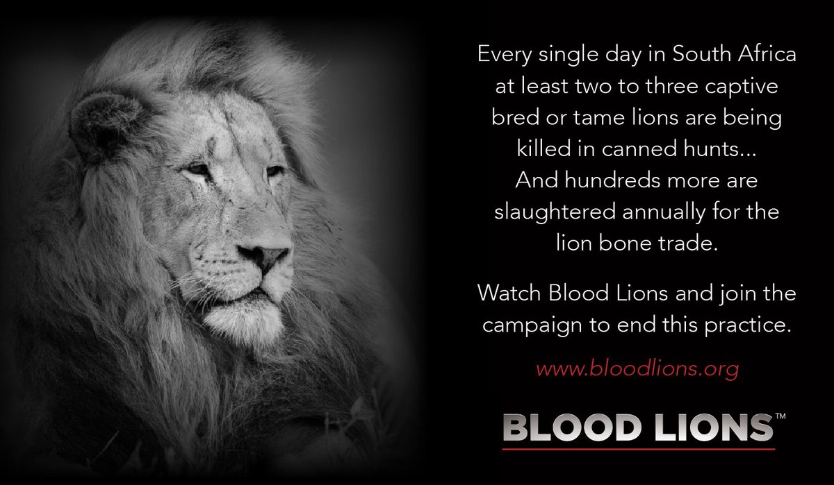 Blood_Lions's tweet photo. You have the power to stop lions being bred for the bullet... https://t.co/yTNS9EShxC #BanCannedHunting #BLOODLIONS https://t.co/3fQ287h0VL