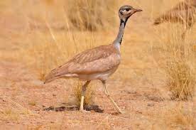 TannerLooksLike's tweet photo. A Nubian Bustard, also know as the Garopolupolo #ThingsTannerLooksLike https://t.co/monOfmOx4d
