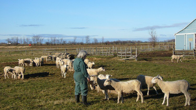 .<a href="/bestbaafarm/">Best Baa Dairy</a> produces award-winning sheep’s milk, cheese and yoghurt. Try their products at #TGCCF on June 3-4! cheesefestival.ca/project/best-b…