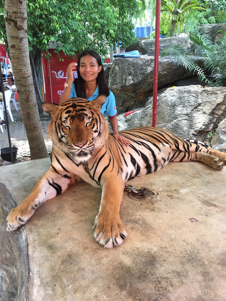 My T h a i l a n d tweet media