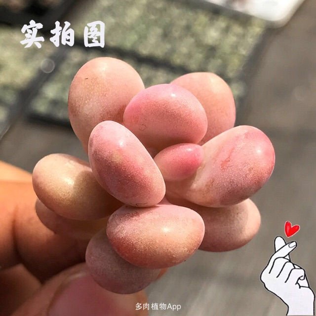 【指尖上的多肉】没有废话 只有买家秀 原文：duorou.me/forum/article/… (分享自#多肉植物app#，免费下载：duorou.me/duoroudown/ind… )