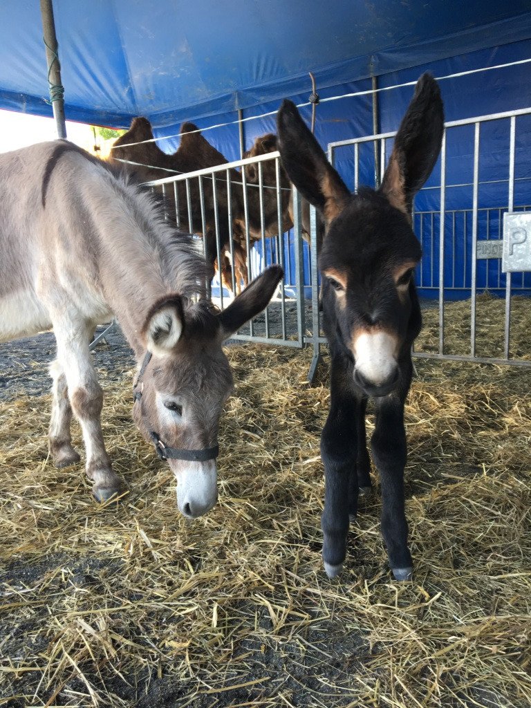 Pour ceux qui n'ont pas encore vu notre nouvelle #naissance:Voici #Clermont,née  dimanche pour #lafetedesmeres #bienvenue #cirquepinder #ane