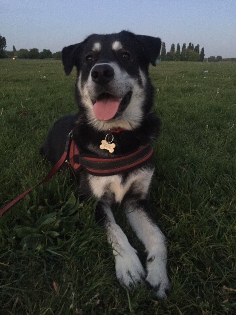 starvedbones's tweet photo. @voicelessouI my 10 month old pup Alfie (husky cross)🐶 https://t.co/i7z0Qp6Ye4