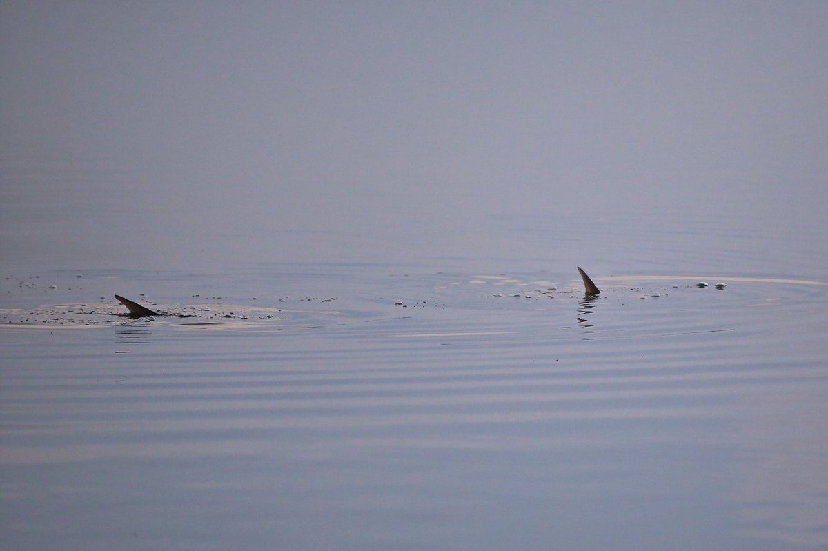 silverkingstv's tweet photo. Bubbles and tails. #silverkings #doinwhattheydo #cast #tarpononfly #fishthelegend #builtforthewild #seadeked #divein https://t.co/5pguNE0tb2