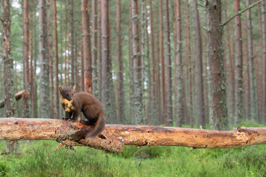 northshots's tweet photo. Take your photography to the next level &amp; join us for a slightly different tour as we delve into The Great Wood. 
https://t.co/Qs32mbfetA https://t.co/MqhAe3tQyX