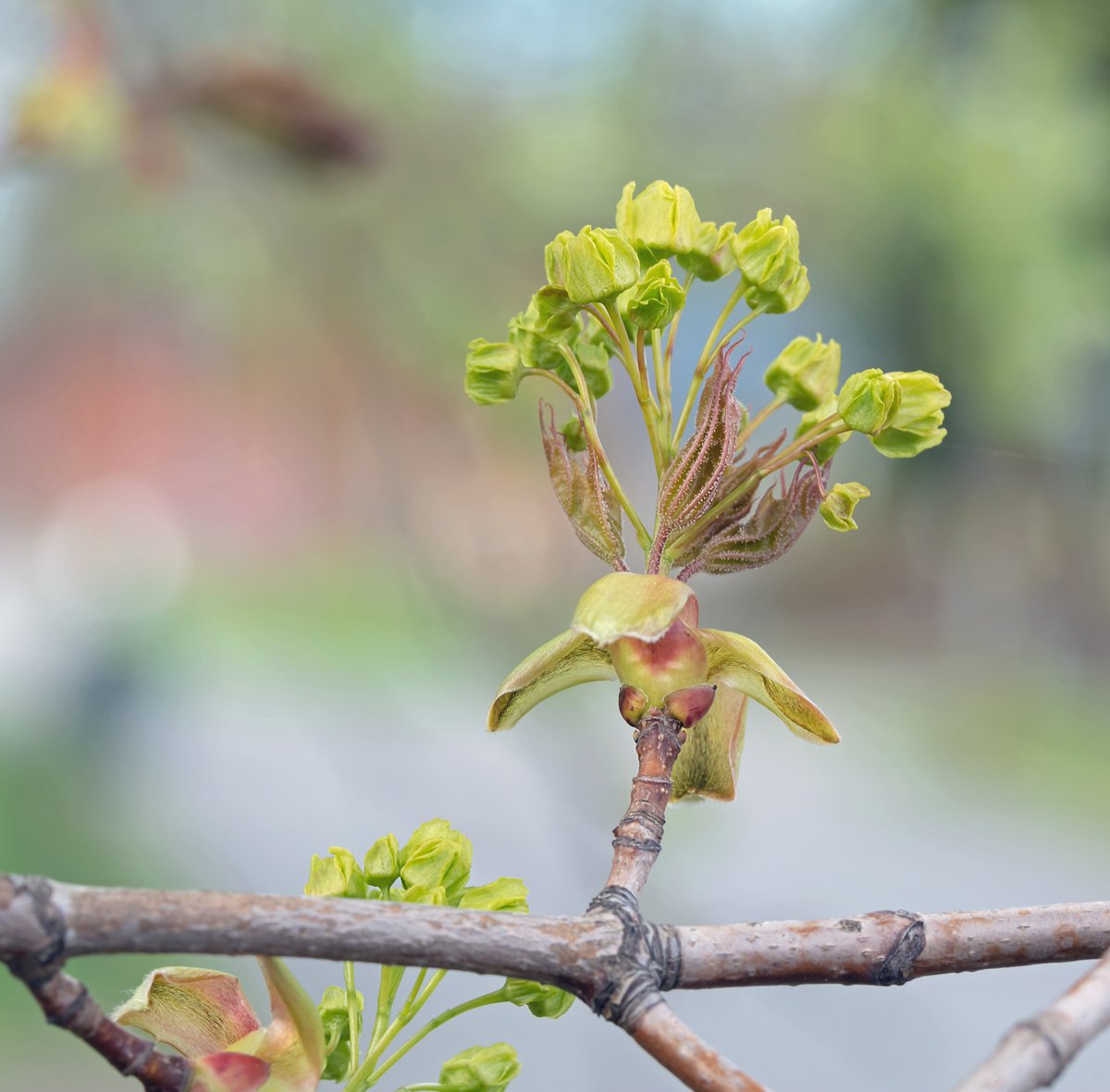 Kukkakimppu. #vaahtera #Acerplatanoides #maple #kukinta #luonto