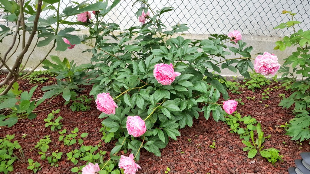 Summer is here🌞!  Pink #peonies 🐜  in bloom. #Bronx #NYC backyard🐞
#Peony