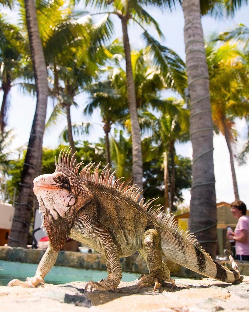 expeverywhere's tweet photo. Lizard, st thomas, 2010. #travel #travelphoto #expeditioneverywhere #familytravel #wanderlust #stthomas #virginisl… https://t.co/IpQs1fPT2T https://t.co/upcnQOhfDQ