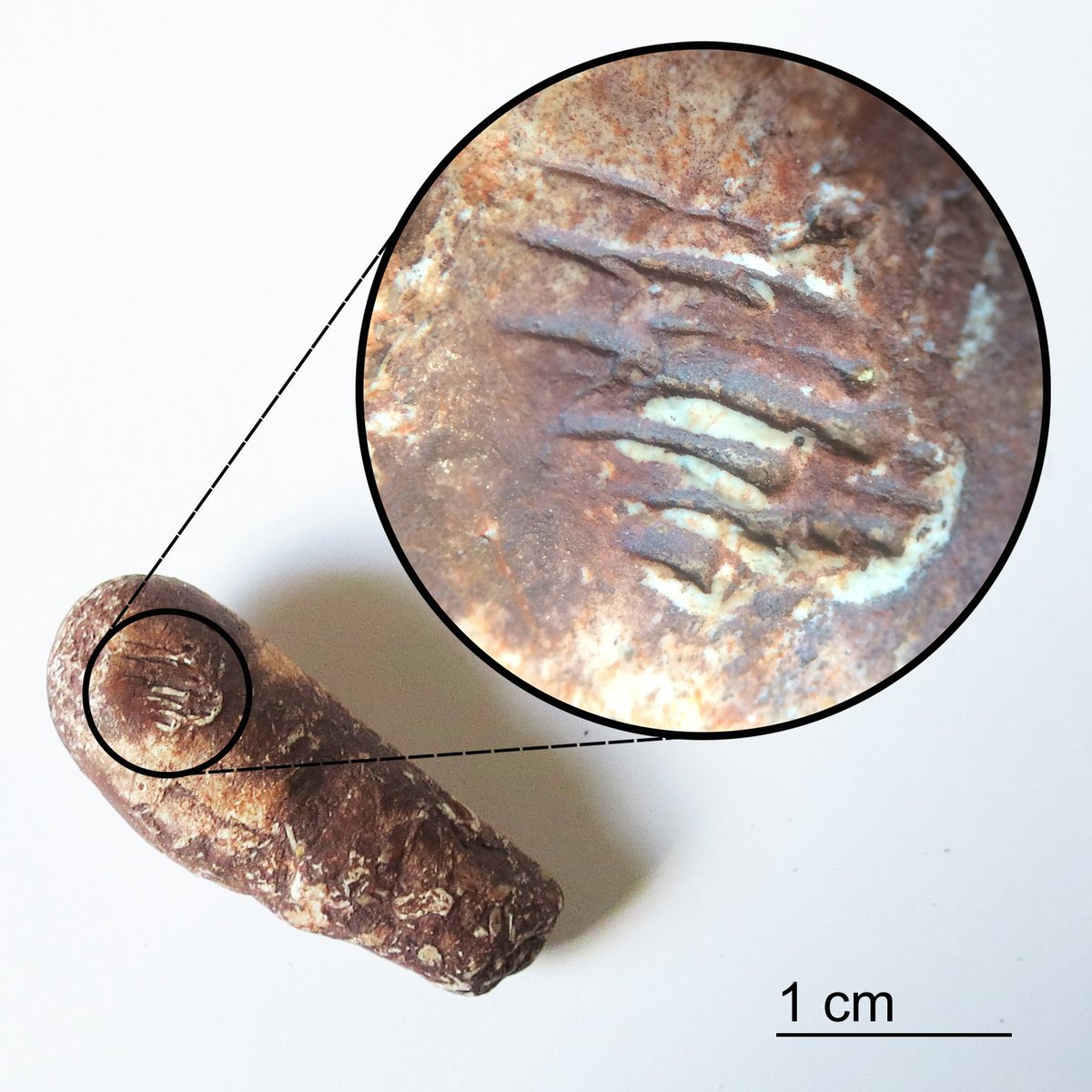 geschwhat's tweet photo. Happy Turd Tuesday! Check out the feeding traces on this Upper Triassic coprolite from the Bull Canyon Formation. #coprolite #turdtuesday https://t.co/6uQD1Z8LR8