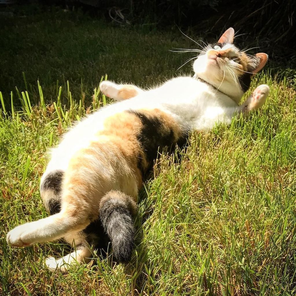 Sonya's tweet photo. This cat gets weird in the hot weather (just like a lot of us do). #OhRoxy #lazycat https://t.co/prHgeNq7sa https://t.co/o0FcA1NQWd