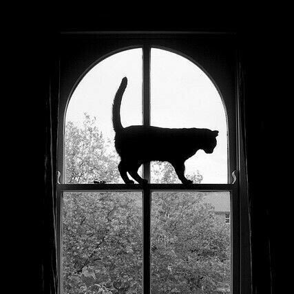 imlatenightmood's tweet photo. black
cat

#mygalleryy https://t.co/EBpKWhbBxk
