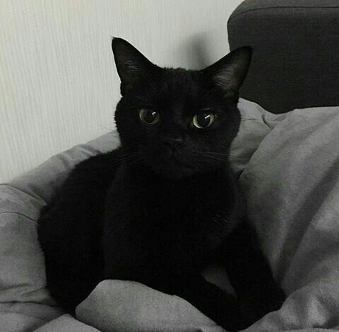 imlatenightmood's tweet photo. black
cat

#mygalleryy https://t.co/EBpKWhbBxk